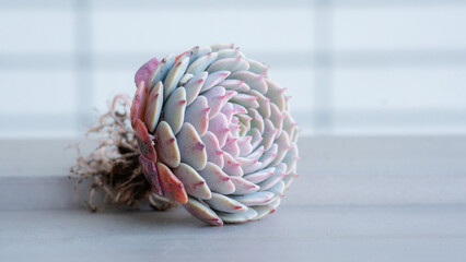 Succulent (Echeveria, crassula, aeonium, cotyledon, lithops, kalanchoe, caudex, etc)