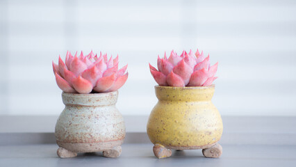 Succulent (Echeveria, crassula, aeonium, cotyledon, lithops, kalanchoe, caudex, etc)