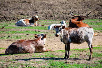 Longhorn Cattle on the ranch
