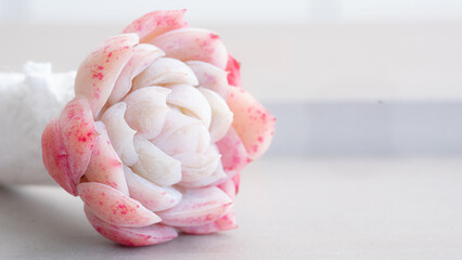 Succulent (Echeveria, crassula, aeonium, cotyledon, lithops, kalanchoe, caudex, etc)