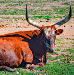 Longhorn Cattle on the ranch