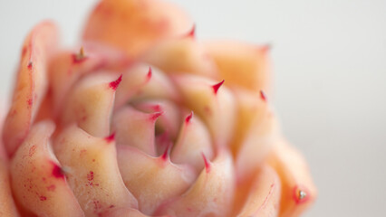 Succulent (Echeveria, crassula, aeonium, cotyledon, lithops, kalanchoe, caudex, etc)