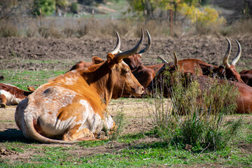 Longhorn Cattle on the ranch