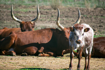 Longhorn Cattle on the ranch