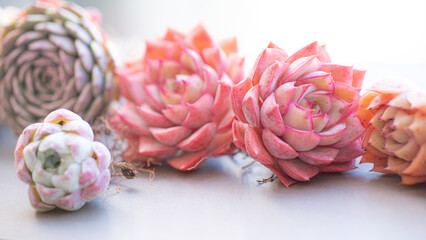 Succulent (Echeveria, crassula, aeonium, cotyledon, lithops, kalanchoe, caudex, etc)