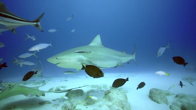 Bull shark scuba diving playa del carmen 4k underwater