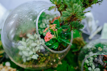 tiny plant ecological landscaping decoration - 548101685