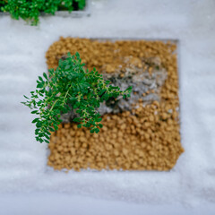 tiny plant ecological landscaping decoration - 548101695