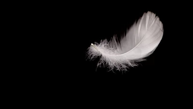 White swan feathers falling on the water. On a black background. Slow motion.