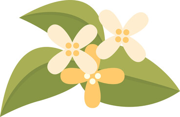 Osmanthus or pomelo flower, green plant with white flowers