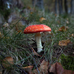 Red mushroom (Amanita Muscaria) with blured backgroung, grows at Estrela mountains, Portugal