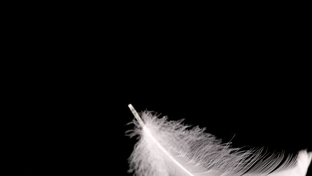White swan feathers falling on the water. On a black background. Slow motion.