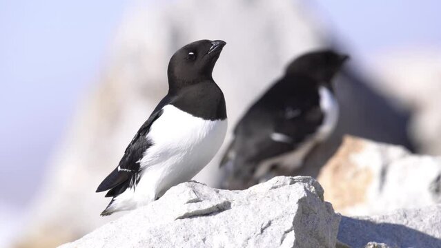 little auk or dovekie (Alle alle) close up, Svalbard
North pole little auk wildlife, Svalbard, 2022
