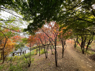 autumn in the park