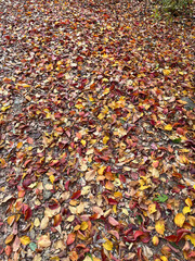 autumn leaves background