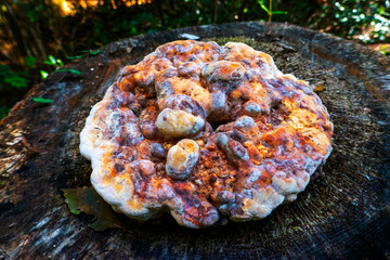 ピザのようなキノコ