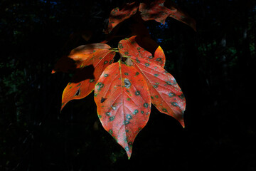 紅葉