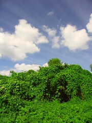 Obraz premium 初秋の江戸川河川敷のアレチウリと青空