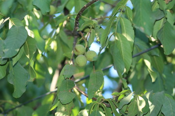 green leaves background