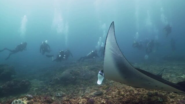 Manta ray swimming with scuba divers watching in Bali Nusa Penida 