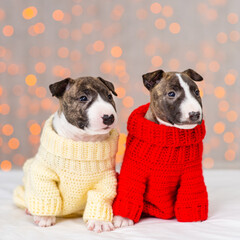 Mini bull terrier puppies sitting on a background of lights. Puppies dressed in warm red and white...