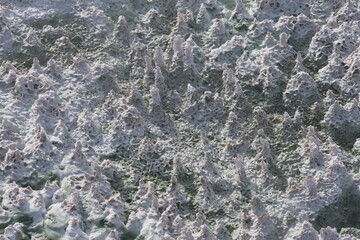 calcified miniature forest