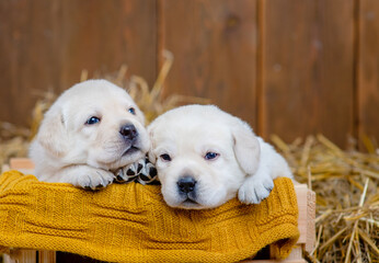 Two white labrador puppies lying in a box in a barn with hay in the village