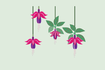 Fuchsia flower or Indian Earring icon