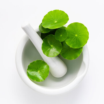 Close up centella asiatica leaves with white mortar isolated on white background top view.