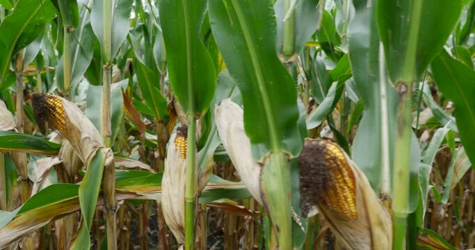 Panning across yellow corn cobs ready for harvest on tall corn stalks in corn fields in Minnesota in summer in real time