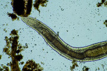 soil microbes in a compost on a farm in india