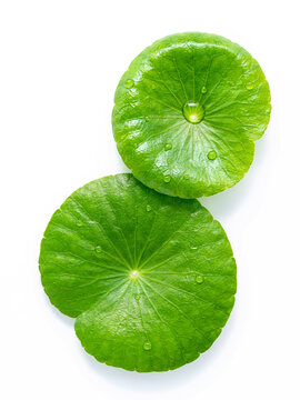 Close up centella asiatica leaves with rain drop isolated on white background top view.