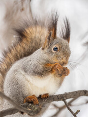 Fototapeta premium The squirrel with nut sits on tree in the winter or late autumn