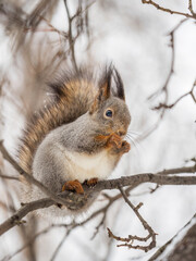 The squirrel with nut sits on tree in the winter or late autumn