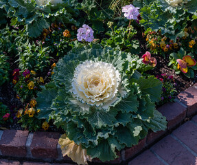 Beautiful pigeon white ornamental cabbage at a botanical garden in Southern California