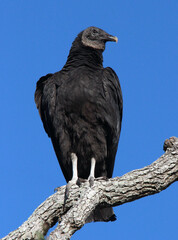 turkey vulture