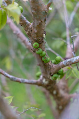 Jaboticabas tree. 