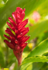 heliconia flor tropical