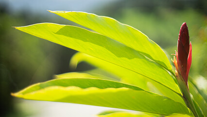 heliconia flor tropical