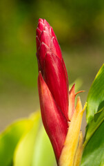 heliconia flor tropical