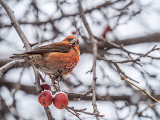 Red Crossbill male sitting on the tree branch and eats wild apple berries. Crossbill bird eats berries.