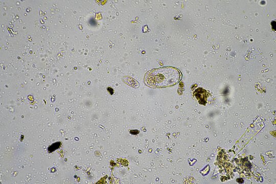 insect parasite in the soil in australia