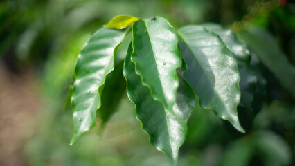 Hoja de planta de caf&eacute;