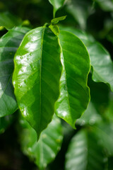 Hoja de planta de café