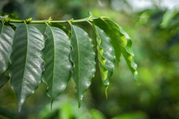 Hoja de planta de caf&eacute;