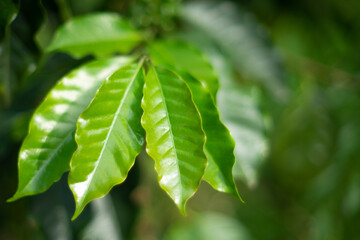 Hoja de planta de caf&eacute;