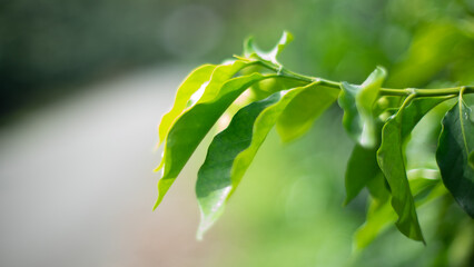 Hoja de planta de caf&eacute;
