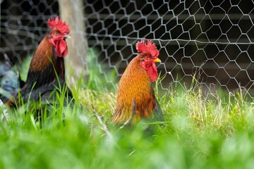 Chickens, hens and chooks, grazing and eating grass, on a free range, organic farm, in a country hen house, on a farm and ranch in Australia. © Phoebe