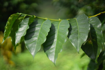 Hoja de planta de café