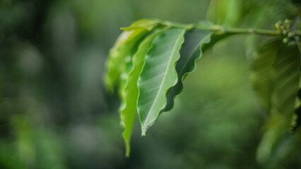 Hoja de planta de caf&eacute;
